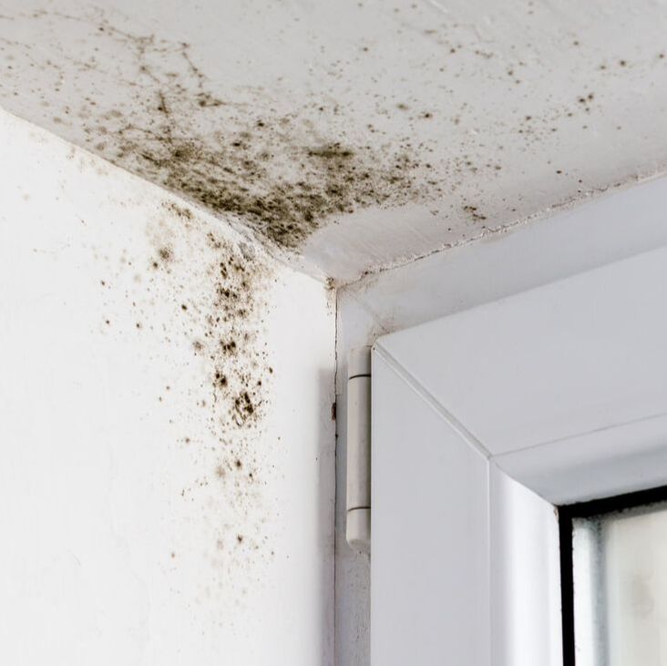 Mold creeping up the wall and ceiling